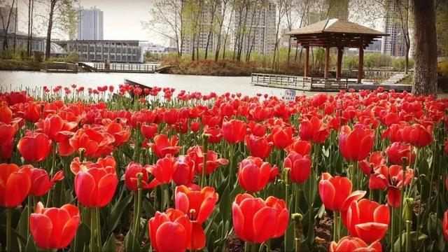唯美清新淑女风的女生图片大全 等侍下一场樱雨ぅ，小清新图片唯美简约 女生 可爱（美若仙境·····错过就要再等一年啦）