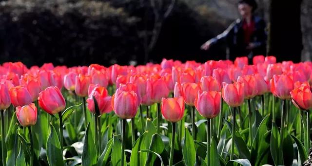 唯美清新淑女风的女生图片大全 等侍下一场樱雨ぅ，小清新图片唯美简约 女生 可爱（美若仙境·····错过就要再等一年啦）