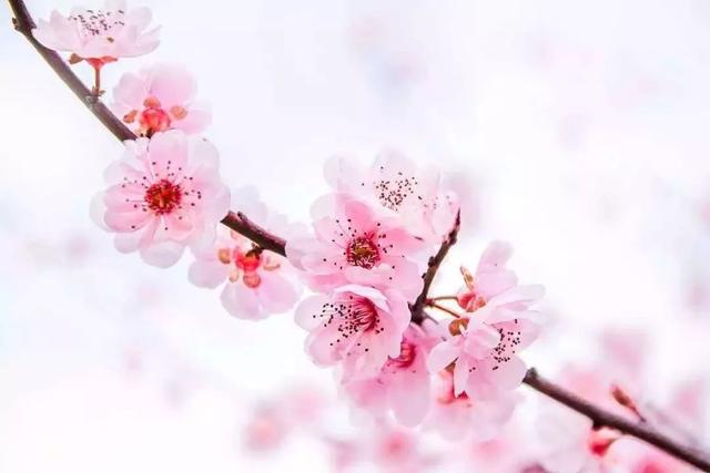 唯美清新淑女风的女生图片大全 等侍下一场樱雨ぅ，小清新图片唯美简约 女生 可爱（美若仙境·····错过就要再等一年啦）