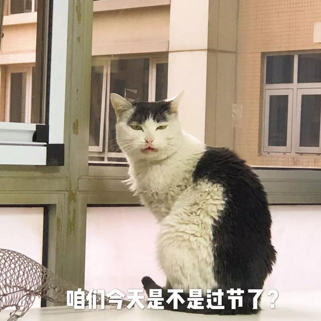 小丑鱼歌简介，小丑鱼歌词（厉害了，我的女神！）