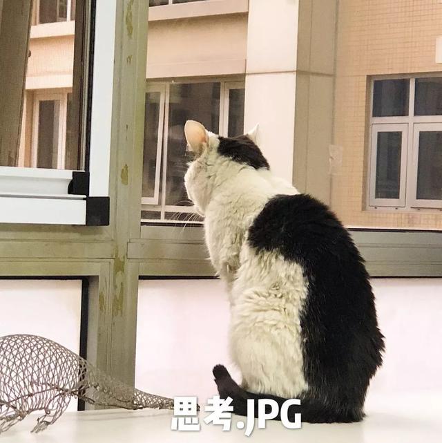 小丑鱼歌简介，小丑鱼歌词（厉害了，我的女神！）
