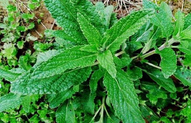 蛤蟆草的功效与作用，蟾蜍草怎么泡水喝（癞蛤蟆草有什么作用与功效）