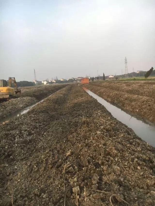 全冠香樟是什么意思，丛生全冠香樟（全冠香樟种植技术）