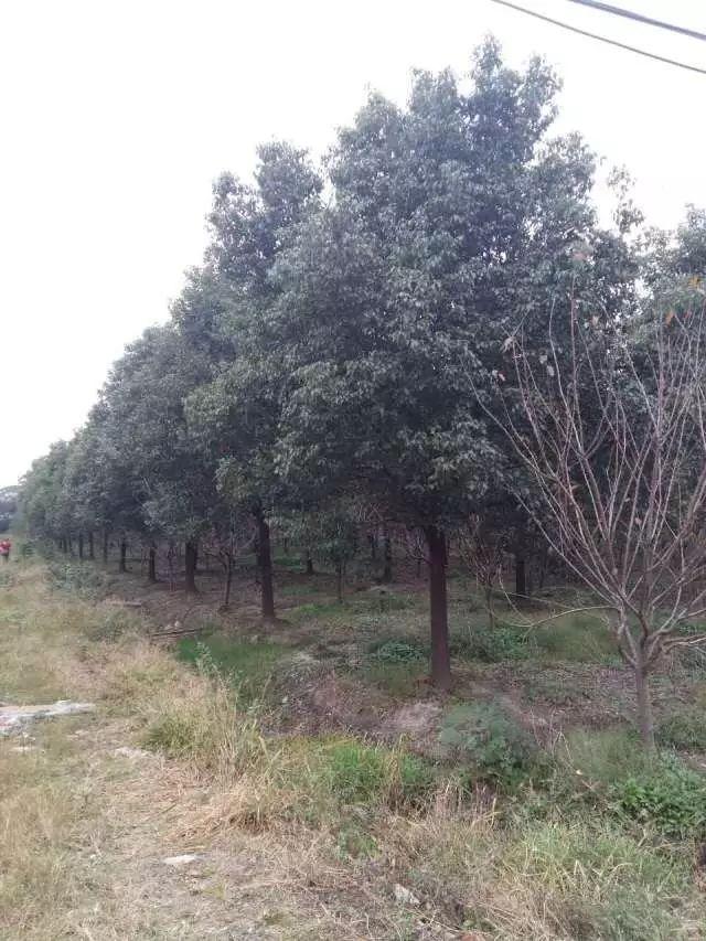 全冠香樟是什么意思，丛生全冠香樟（全冠香樟种植技术）