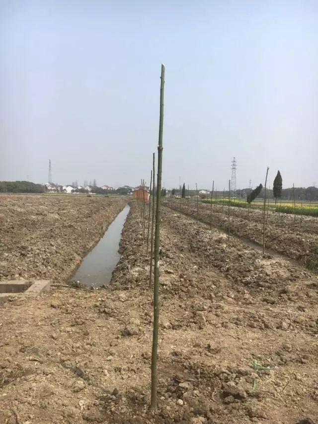 全冠香樟是什么意思，丛生全冠香樟（全冠香樟种植技术）