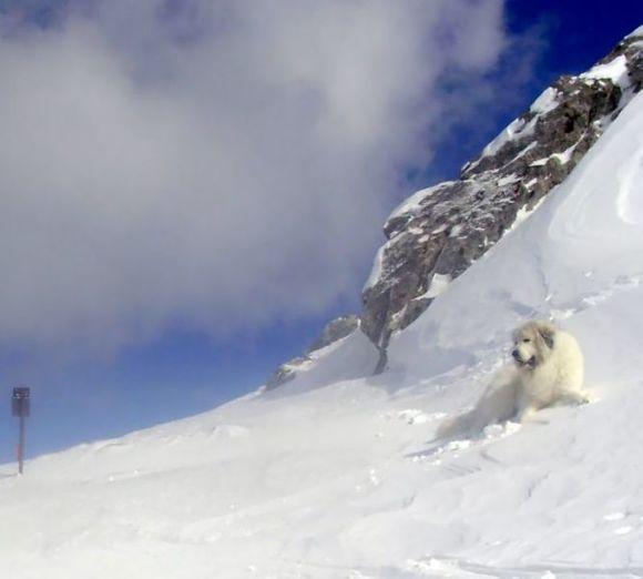 比利牛斯山犬，比利牛斯山犬----温柔的大白熊（比利牛斯山犬智商）