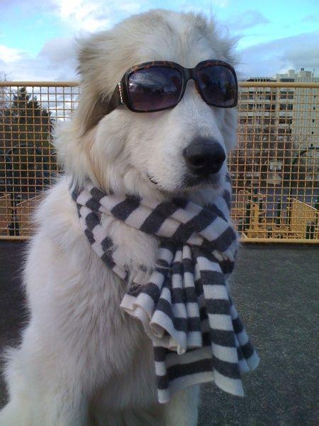 比利牛斯山犬，比利牛斯山犬----温柔的大白熊（比利牛斯山犬智商）