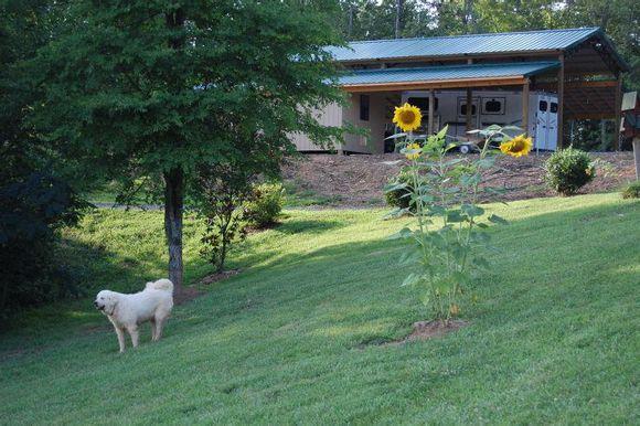 比利牛斯山犬，比利牛斯山犬----温柔的大白熊（比利牛斯山犬智商）