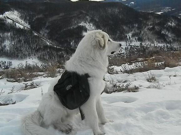 比利牛斯山犬，比利牛斯山犬----温柔的大白熊（比利牛斯山犬智商）