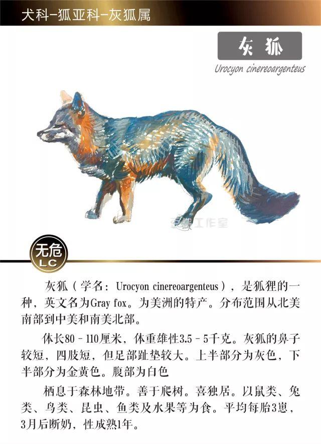 狐狸的寓意和象征，狐的寓意和道理（狡黠的狐狸其实是祥瑞的象征）