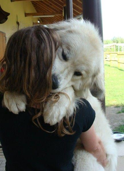 比利牛斯山犬，比利牛斯山犬----温柔的大白熊（比利牛斯山犬智商）