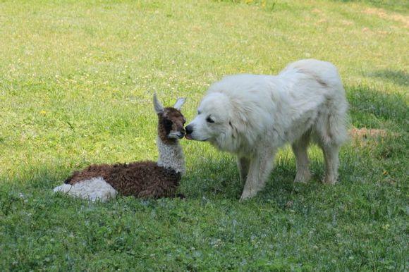 比利牛斯山犬，比利牛斯山犬----温柔的大白熊（比利牛斯山犬智商）