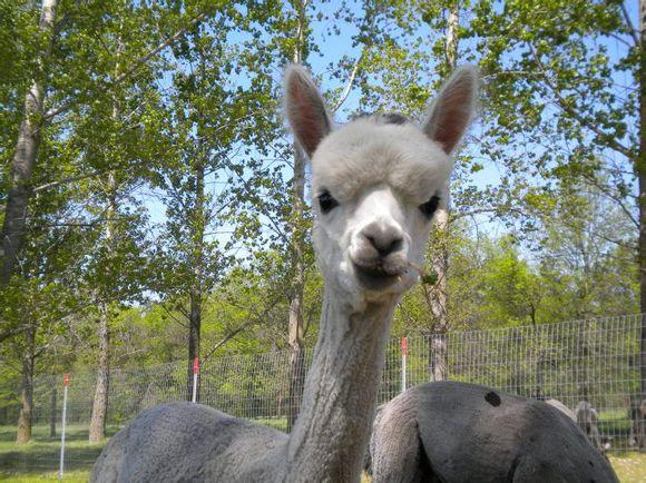 比利牛斯山犬，比利牛斯山犬----温柔的大白熊（比利牛斯山犬智商）