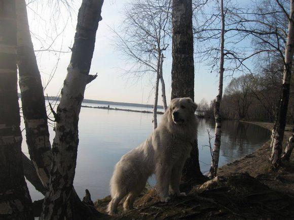 比利牛斯山犬，比利牛斯山犬----温柔的大白熊（比利牛斯山犬智商）