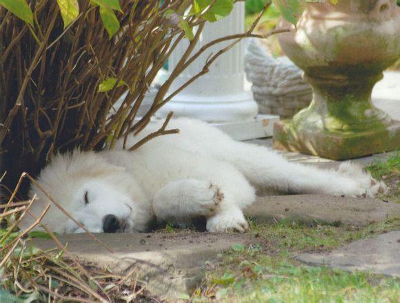 比利牛斯山犬，比利牛斯山犬----温柔的大白熊（比利牛斯山犬智商）