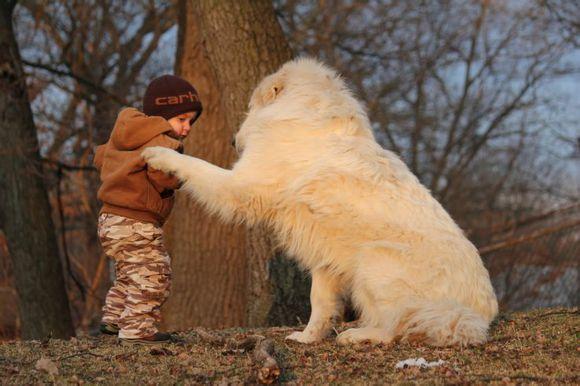 比利牛斯山犬，比利牛斯山犬----温柔的大白熊（比利牛斯山犬智商）
