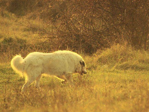 比利牛斯山犬，比利牛斯山犬----温柔的大白熊（比利牛斯山犬智商）