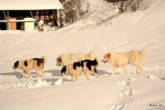 比利牛斯山犬，比利牛斯山犬----温柔的大白熊（比利牛斯山犬智商）