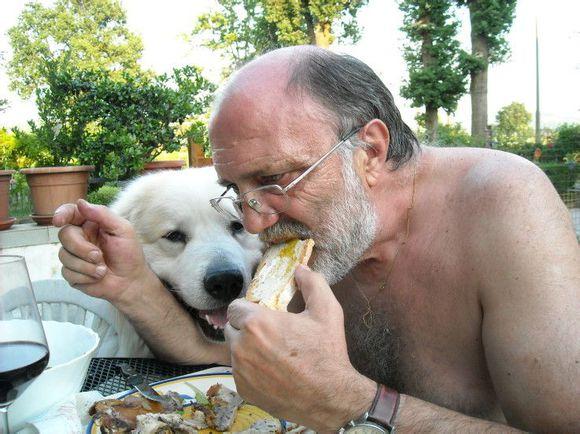 比利牛斯山犬，比利牛斯山犬----温柔的大白熊（比利牛斯山犬智商）