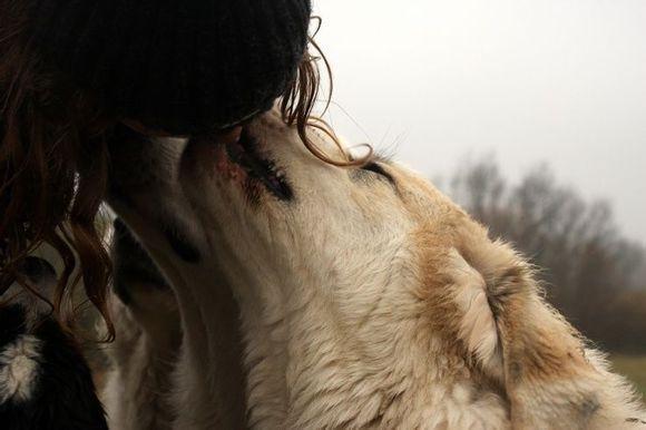 比利牛斯山犬，比利牛斯山犬----温柔的大白熊（比利牛斯山犬智商）