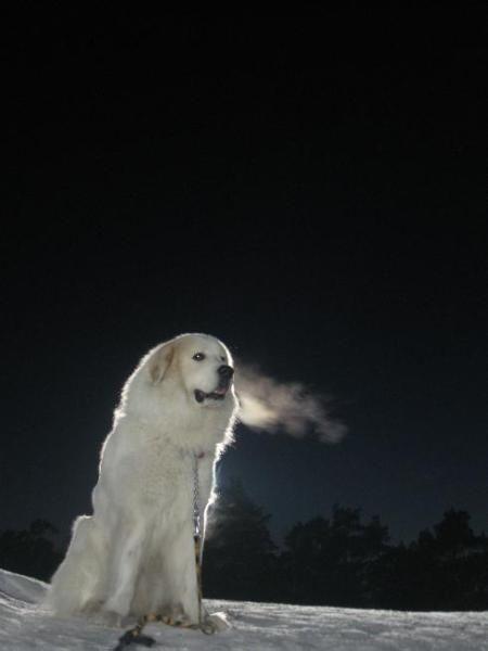 比利牛斯山犬，比利牛斯山犬----温柔的大白熊（比利牛斯山犬智商）