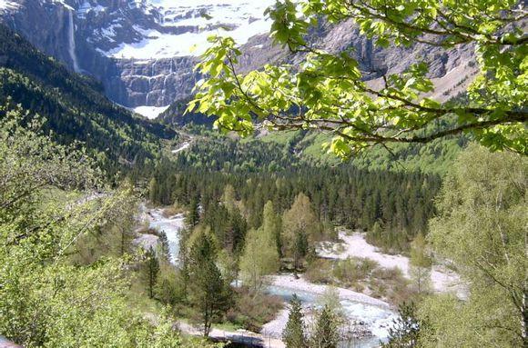 比利牛斯山犬，比利牛斯山犬----温柔的大白熊（比利牛斯山犬智商）