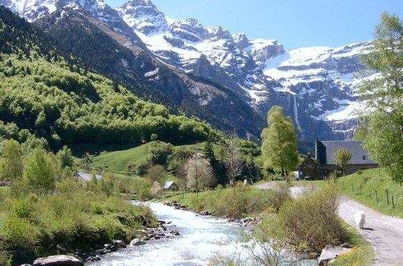 比利牛斯山犬，比利牛斯山犬----温柔的大白熊（比利牛斯山犬智商）