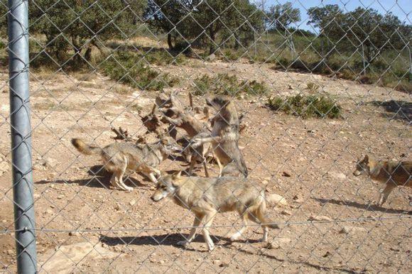 比利牛斯山犬，比利牛斯山犬----温柔的大白熊（比利牛斯山犬智商）