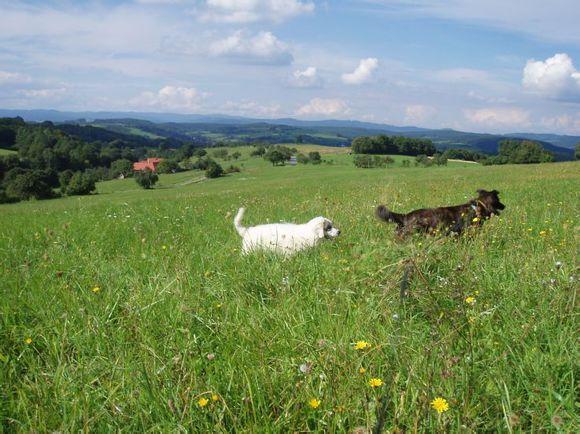 比利牛斯山犬，比利牛斯山犬----温柔的大白熊（比利牛斯山犬智商）