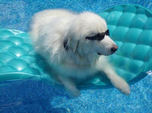 比利牛斯山犬，比利牛斯山犬----温柔的大白熊（比利牛斯山犬智商）