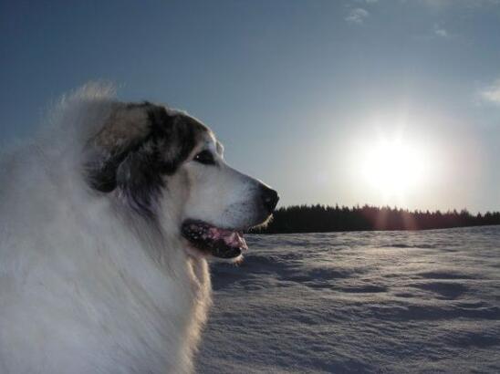 比利牛斯山犬，比利牛斯山犬----温柔的大白熊（比利牛斯山犬智商）