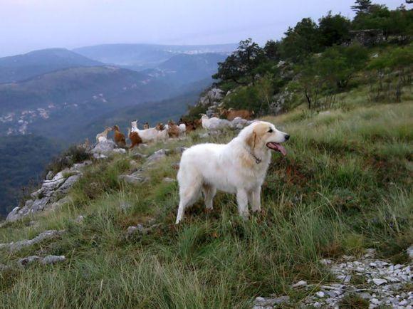 比利牛斯山地犬图片