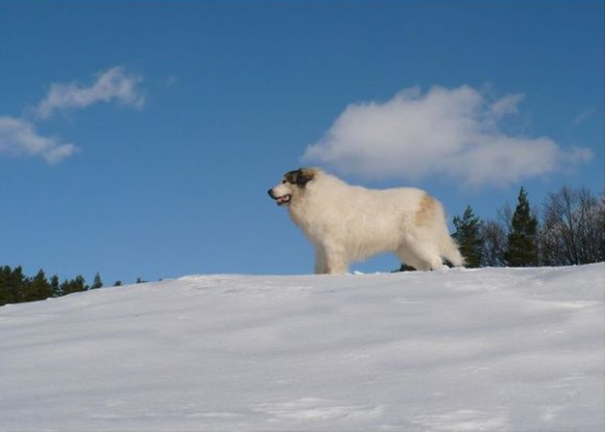 比利牛斯山地犬图片