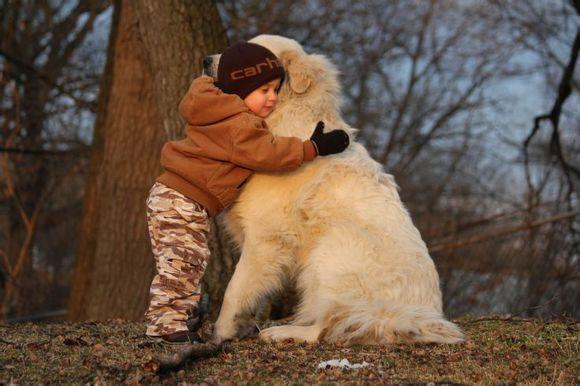 比利牛斯山犬，比利牛斯山犬----温柔的大白熊（比利牛斯山犬智商）