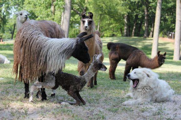 比利牛斯山犬，比利牛斯山犬----温柔的大白熊（比利牛斯山犬智商）