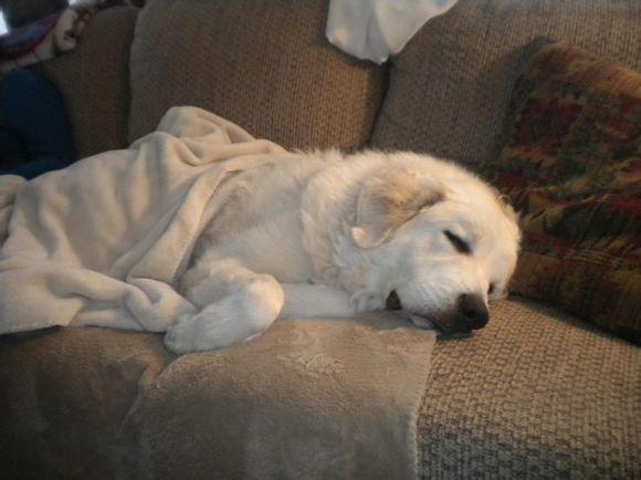 比利牛斯山犬，比利牛斯山犬----温柔的大白熊（比利牛斯山犬智商）