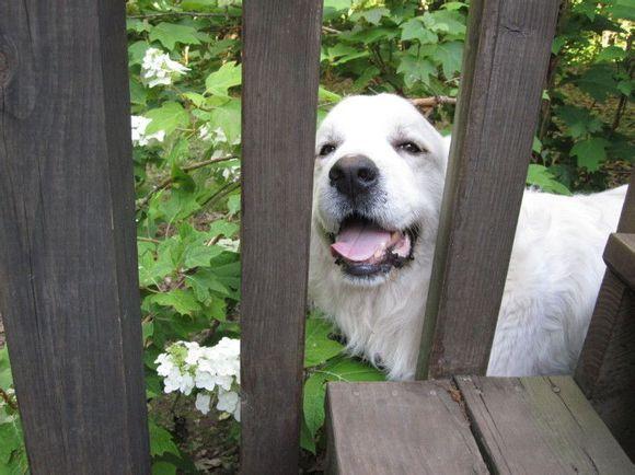 比利牛斯山犬，比利牛斯山犬----温柔的大白熊（比利牛斯山犬智商）