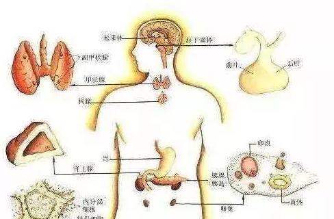 黑头和白头的区别，怎样区别角栓、黑头、白头、粉刺（黑头、白头、痘痘、粉刺）