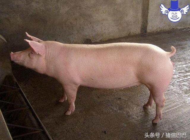猪饲料哪家好，到底怎么选择还要看具体的需求（猪料最好的哪个厂家）