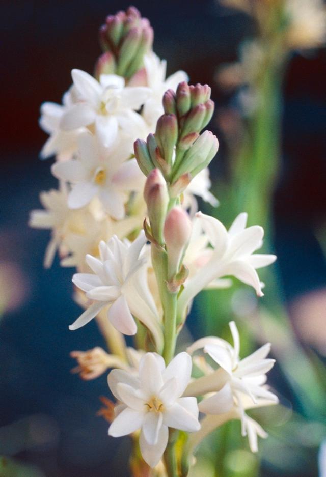 晚香玉几点开花，晚香玉在晚上几点开花（危险的快乐——晚香玉）