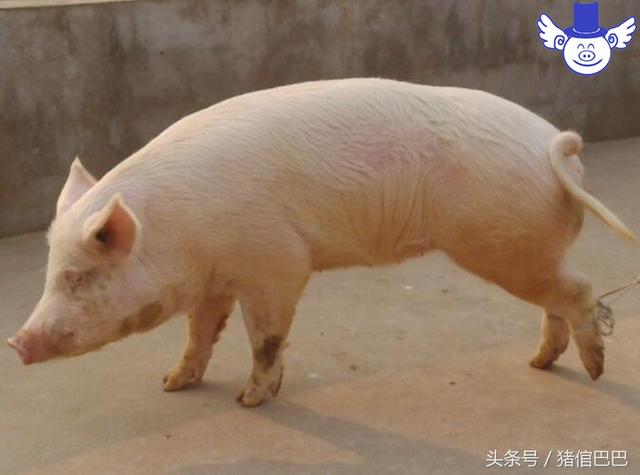 猪饲料哪家好，到底怎么选择还要看具体的需求（猪料最好的哪个厂家）