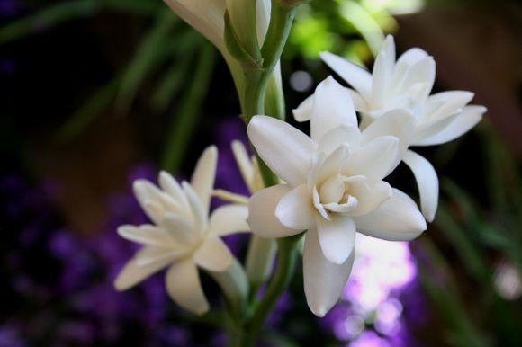 晚香玉几点开花，晚香玉在晚上几点开花（危险的快乐——晚香玉）