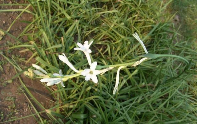 晚香玉几点开花，晚香玉在晚上几点开花（危险的快乐——晚香玉）