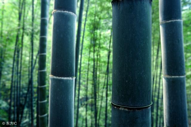 咏竹七绝诗词大全，七绝.竹五首