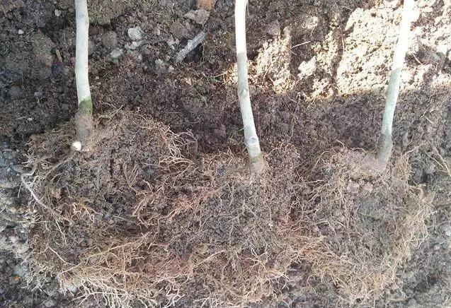 一什么枝条，一()枝条 填量词（3棵茶花绑一绑）