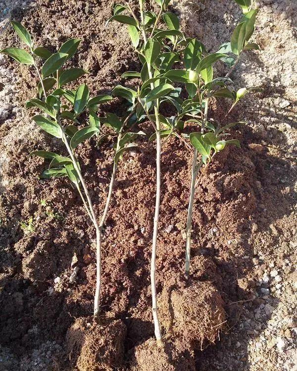 一什么枝条，一()枝条 填量词（3棵茶花绑一绑）