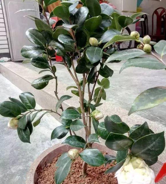 一什么枝条，一()枝条 填量词（3棵茶花绑一绑）