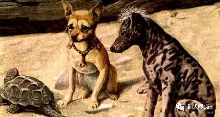 时尚的宠儿，长寿的精灵——吉娃娃犬