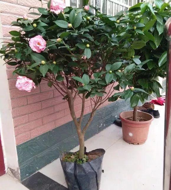 一什么枝条，一()枝条 填量词（3棵茶花绑一绑）