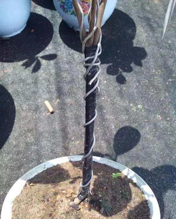 一什么枝条，一()枝条 填量词（3棵茶花绑一绑）